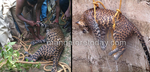 leopard dies in udupi